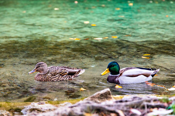 duck and drake swim in a lake with clear water