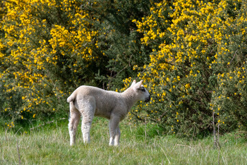 Fototapeta premium Spring lamb in an English field on a sunny day