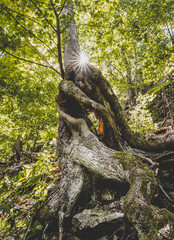 Fototapete bei efototapeten.de bestellen   