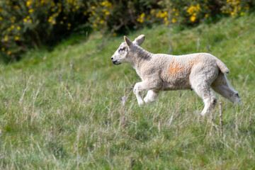Spring lamb in an English field on a sunny day