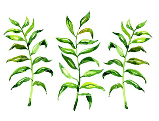 Watercolor palm leaves, botanical hand draw illustration isolated on a white background