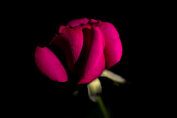 beautiful rose in a black background