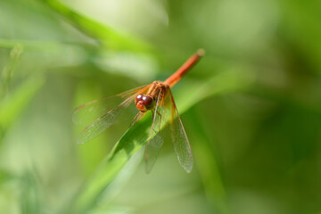 dragonfly on leaf grass