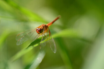 dragonfly on leaf grass