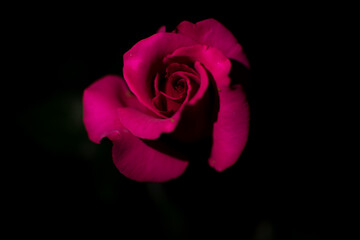 beautiful rose in the night