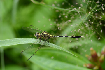dragonfly on leaf grass