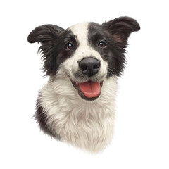 Realistic Portrait of Black and White Border Collie Dog. Head of a cute puppy isolated on white background. Animal art collection: Dogs. Hand Painted Illustration of Pet. Design template.