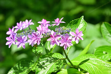 Oriental rose