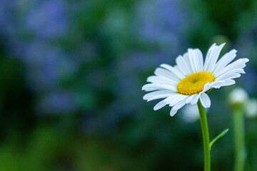 A single white daisy on the right side and a dark blue and green background.