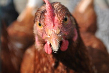 close up of a chicken