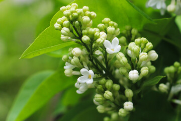 White lilac on the valley