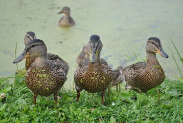 duck and ducklings