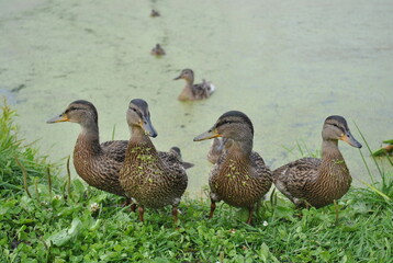 duck and ducklings