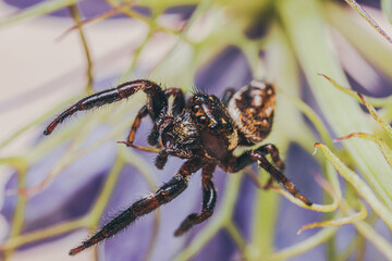 spider on a leaf