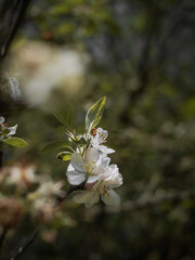 Spring.