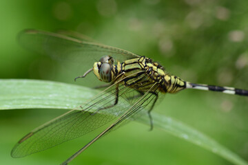 dragonfly on leaf grass