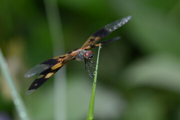 dragonfly on leaf grass