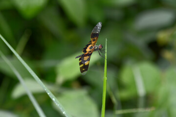 dragonfly on leaf grass