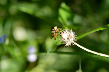 dragonfly on flower