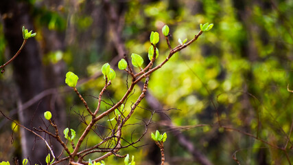 Beautiful young green leaf come up on each branch.