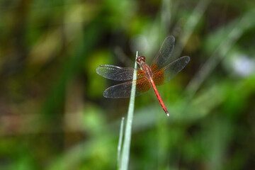 dragonfly on leaf grass