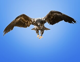 Eagle.