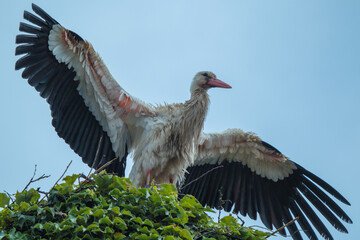 stork in the nest