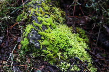 moss on the tree
