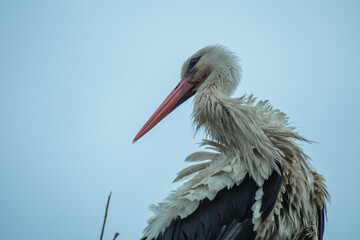 stork in the nest