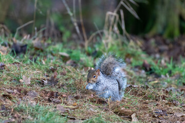 Grey squirrel (Sciurus carolinensis) eating nuts on the ground on a winter day in England