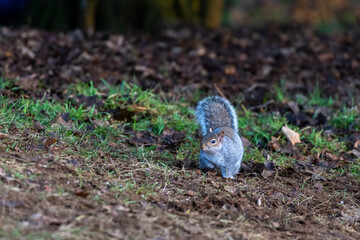 Grey squirrel (Sciurus carolinensis) eating nuts on the ground on a winter day in England