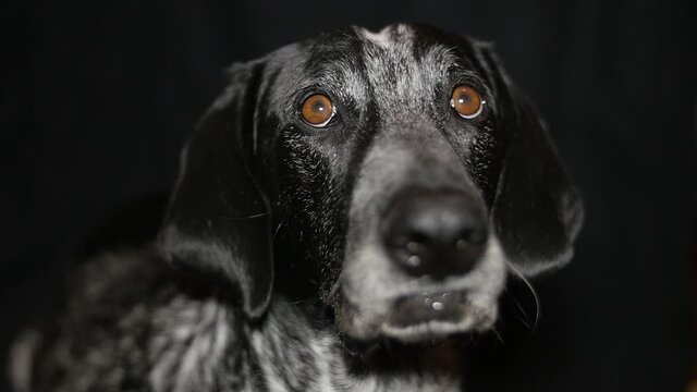 German Shorthaired Pointer Dog