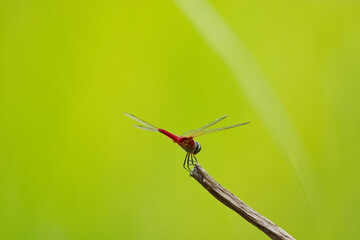 dragonfly on branch