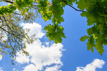 Green oak leaves on a background of blue sky and clouds.. The concept of spring awakening of nature.