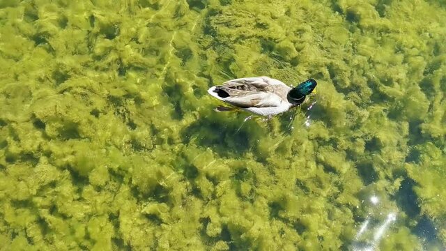 Duck floating on the surface of the water with algae at the bottom on a sunny day. Natural environment.