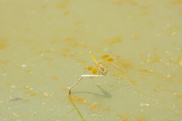 dragonfly on branch