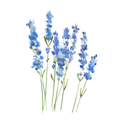 Obraz premium sprigs of lavender