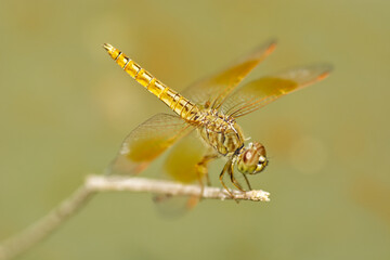 dragonfly on branch