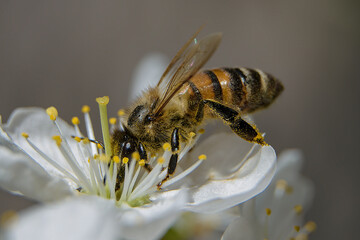 A bee enjoying the nectar on a flower of a plum tree.
