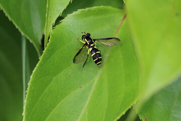 Wespenschwebfliege - Chrysotoxum sp.