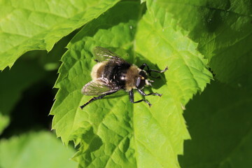 Gemeine Narzissen-Schwebfliege