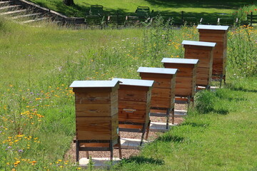 Apiculture, ruches dans le jardin des Tuileries à Paris (France)