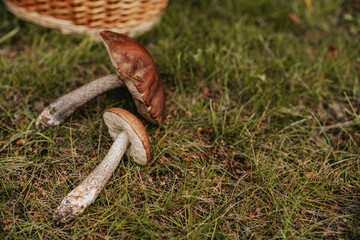 Forest plucked mushrooms lie on the grass next to a wicker basket. The autumn atmosphere.