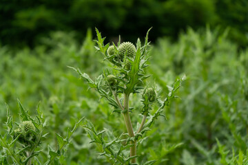 
green grass on the field in the park