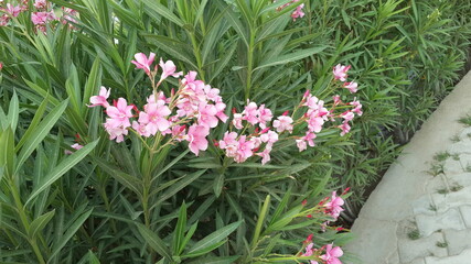 Pink Coloured Flowers with Green Leaves