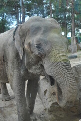 Fototapeta premium elephant in zoo