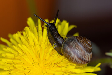 An ordinary earthen garden snail crawls over a blooming yellow dandelion flower, a European snail known as Cornu Aspersum. Macro close up