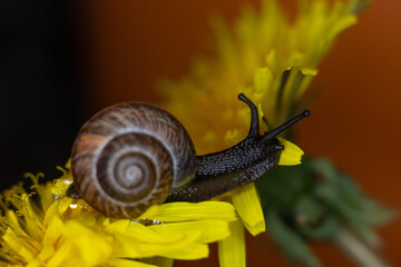 An ordinary earthen garden snail crawls over a blooming yellow dandelion flower, a European snail known as Cornu Aspersum. Macro close up