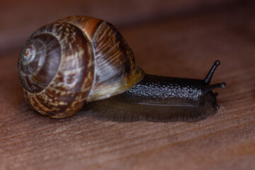 An ordinary earthen garden snail crawls on a wooden surface, a European snail known as Cornu Aspersum. Macro close up