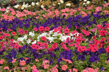 Multi Coloured Flowers